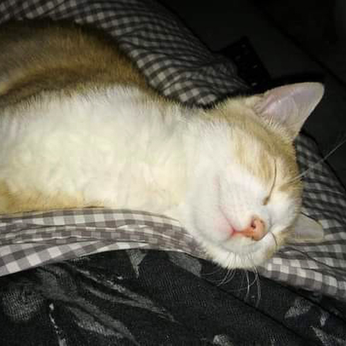 Petit chat blanc endormi