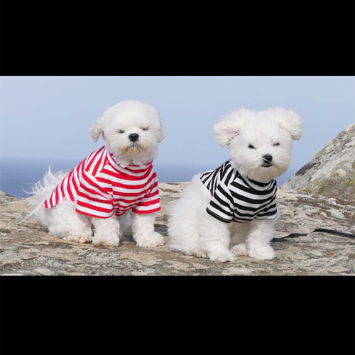 Photo of adorable bichons at the beach