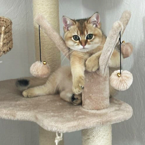 Superbe chaton sur arbre à chats