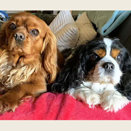 duo de cavaleirs King Charles