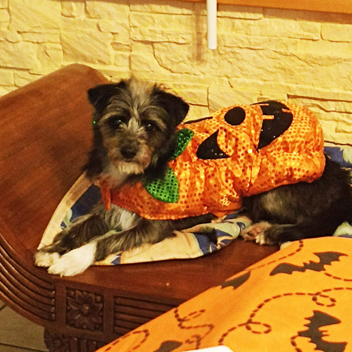 petit chien avec habit halloween