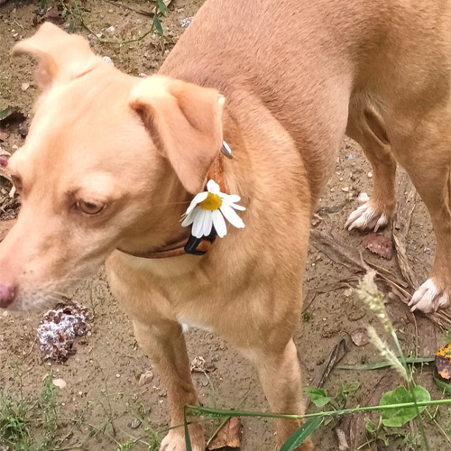 photo chien avec une fleur