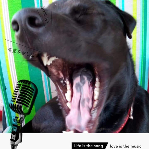 chien chanteur