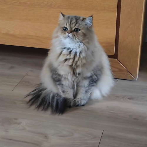 cutest kitten in the world