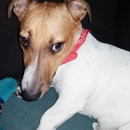 little jack russel too funny