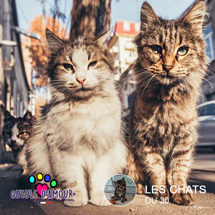 Association Les Chats du 30