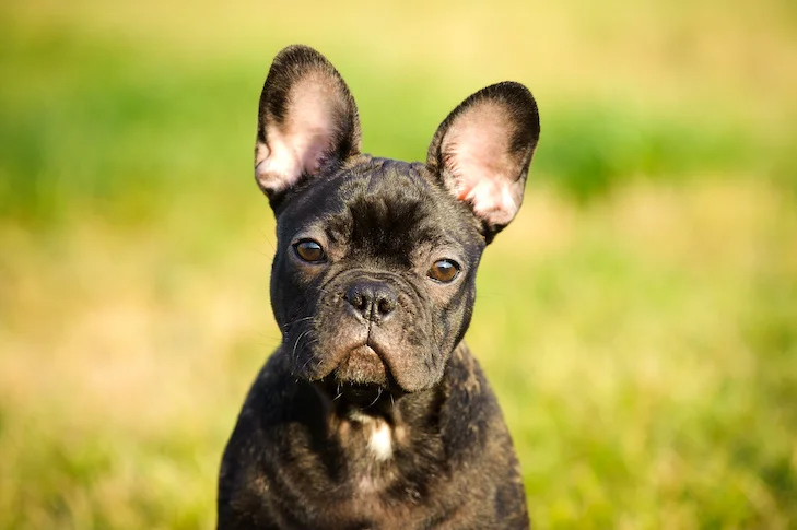 Meilleure race de chien Bouledogue Français