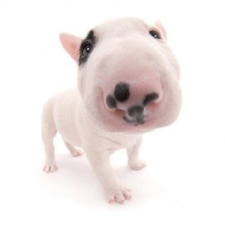 Vêtement pour Bull Terrier