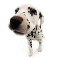 Vêtement pour Dalmatien