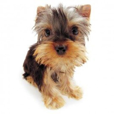 Vêtement pour Yorkshire Terrier