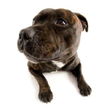 Vêtement pour staffordshire bull terrier