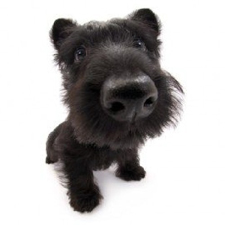 Vêtement pour Scottish Terrier