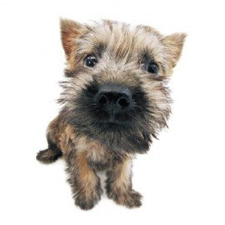 Vêtement pour Cairn Terrier