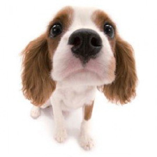 Vêtement pour Cavalier King Charles