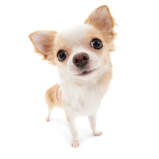 vêtement pour mini chihuahua