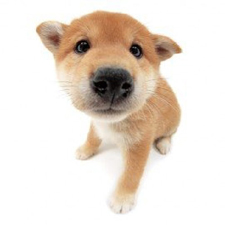 vêtement pour Shiba Inu