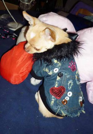 Chihuahua - Manteau pour chien en denim Rock - Taille S