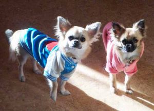 Chihuahua - Veste pour chien - Taille M