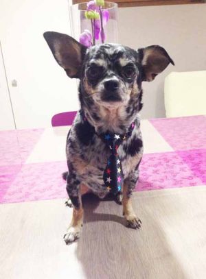 Ermès - Chihuahua - Cravate pour chien Étoiles