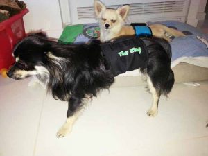 Chihuahua à poils longs - Bandeau anti-pipi pour chien Gueule d'Amour noir - Taille S