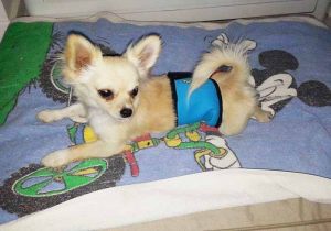 Chihuahua - Bandeau anti pipi pour chien Gueule d'Amour bleu - Taille S