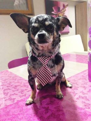 Chihuahua - Cravate pour chien rayée rouge et blanche